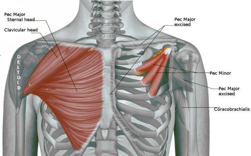 Anatomy of pectoral muscle